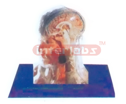 NATURAL TRANSPARENT SKULL ANATOMICAL MODEL WITH ORGANS AND SKELETON